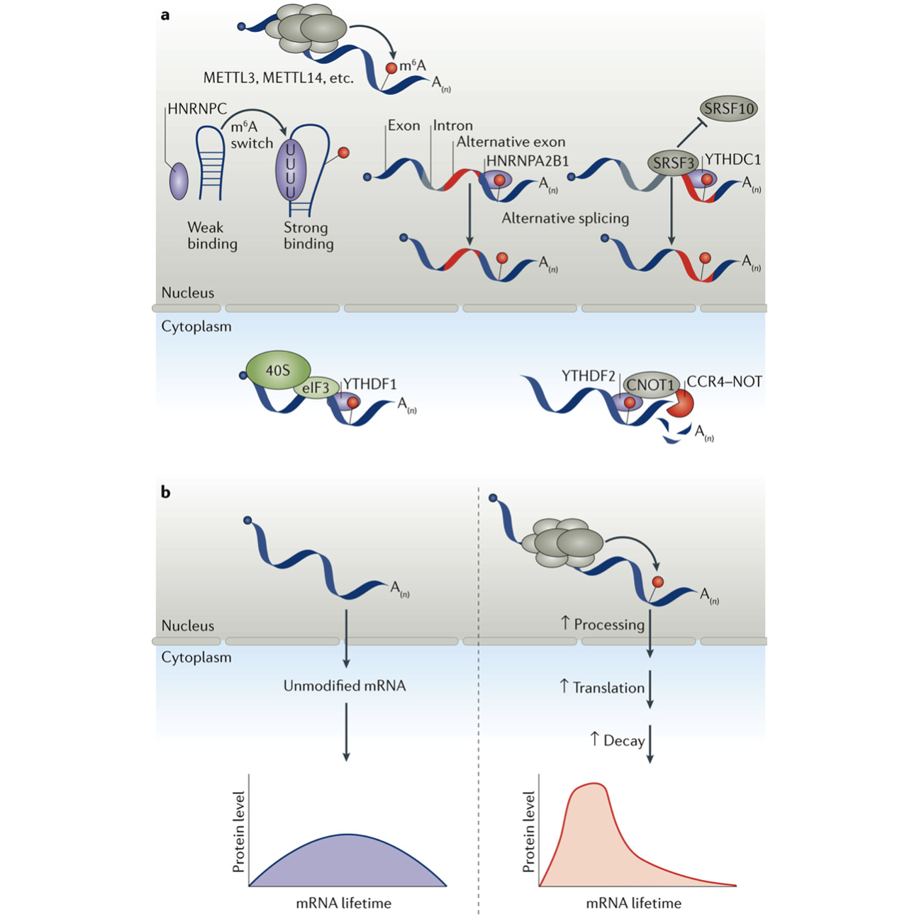  mRNA processing promotes translation and decay